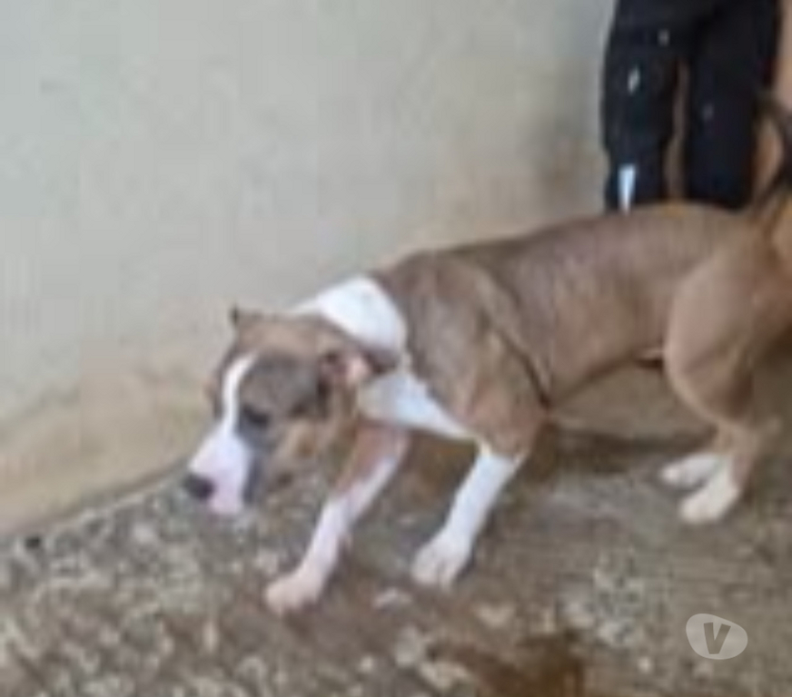 Don animaux Bouches-du-Rhône Marseille - Photos Vivastreet Chien ALYBI à l adoption