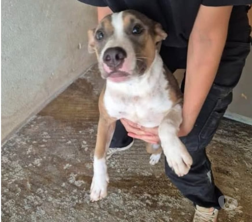 Don animaux Bouches-du-Rhône Marseille - Photos Vivastreet Chien ALYBI à l adoption