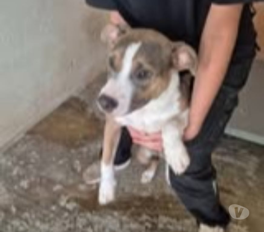 Don animaux Bouches-du-Rhône Marseille - Photos Vivastreet Chien ALYBI à l adoption