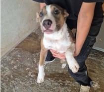 Chien ALYBI à l adoption