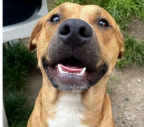 Chien SKY à l adoption