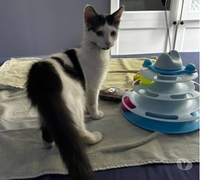 Don animaux Claveyson Drôme - Photos Vivastreet Chat ANITA à l adoption
