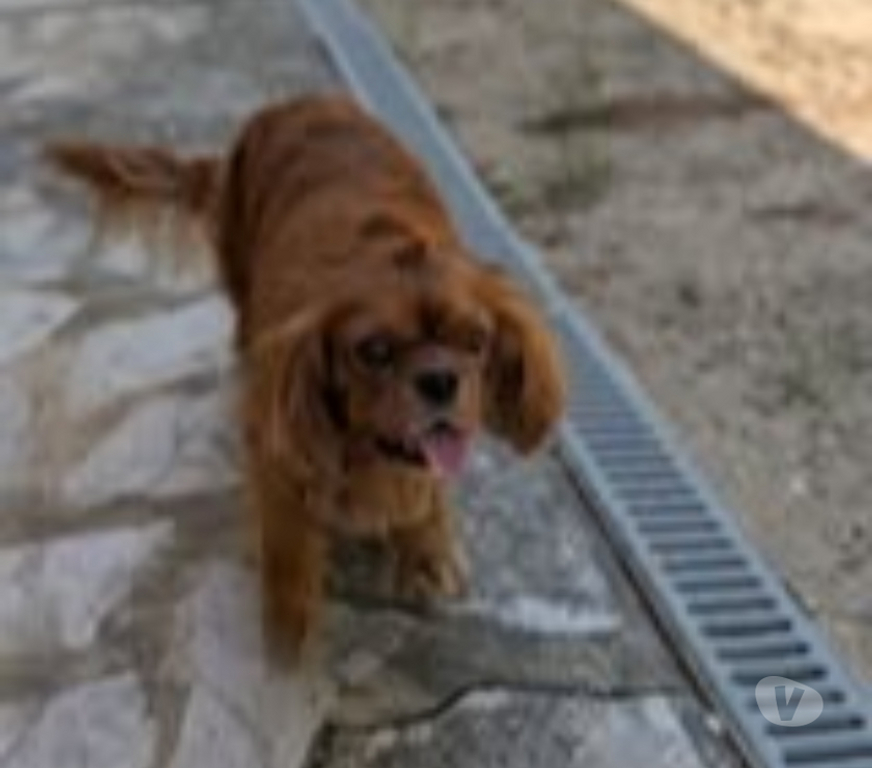 Don animaux Drôme La Garde Adhemar - 26700 - Photos Vivastreet Chien NOUKA à l adoption