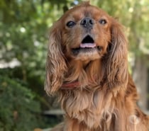 Chien NOUKA à l adoption
