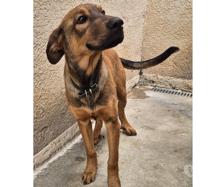 Don animaux Beziers Hérault - Photos Vivastreet ABRICOT, chiot type berger 8 mois non lof