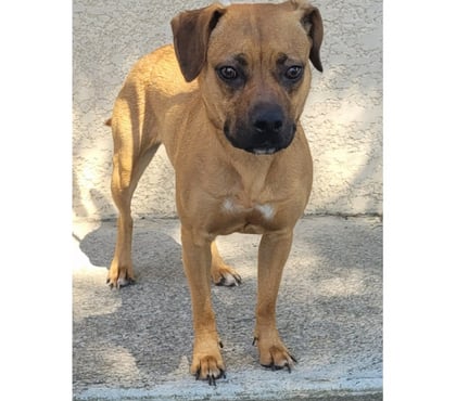 Don animaux Beziers Hérault - Photos Vivastreet ADELAIDE, chienne type staffie 1 an non lof
