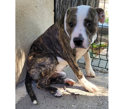 Don animaux Beziers Hérault - Photos Vivastreet ALDO, chien type bouledogue 3 ans non lof