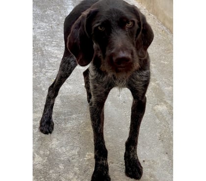 Don Beziers Hérault - Photos Vivastreet AMTAO, chien type griffon khortal 1 an non lof