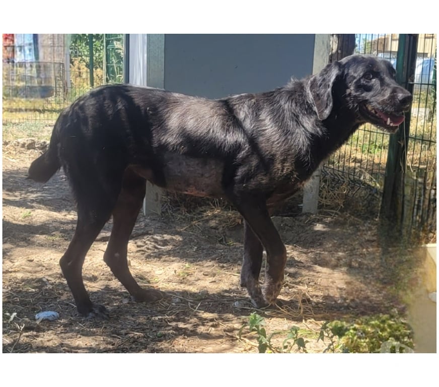 Don animaux Hérault Beziers - 34500 - Photos Vivastreet ALOHA, chienne type labrador 8 ans non lof
