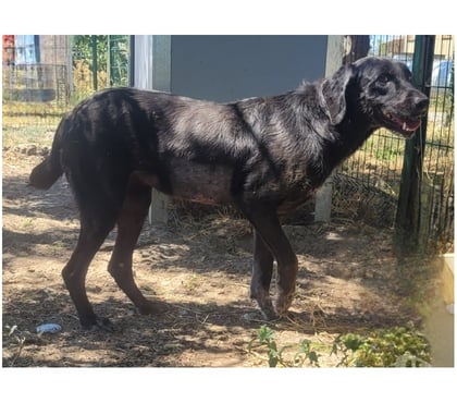 Adoption animaux Beziers Hérault - Photos Vivastreet ALOHA, chienne type labrador 8 ans non lof