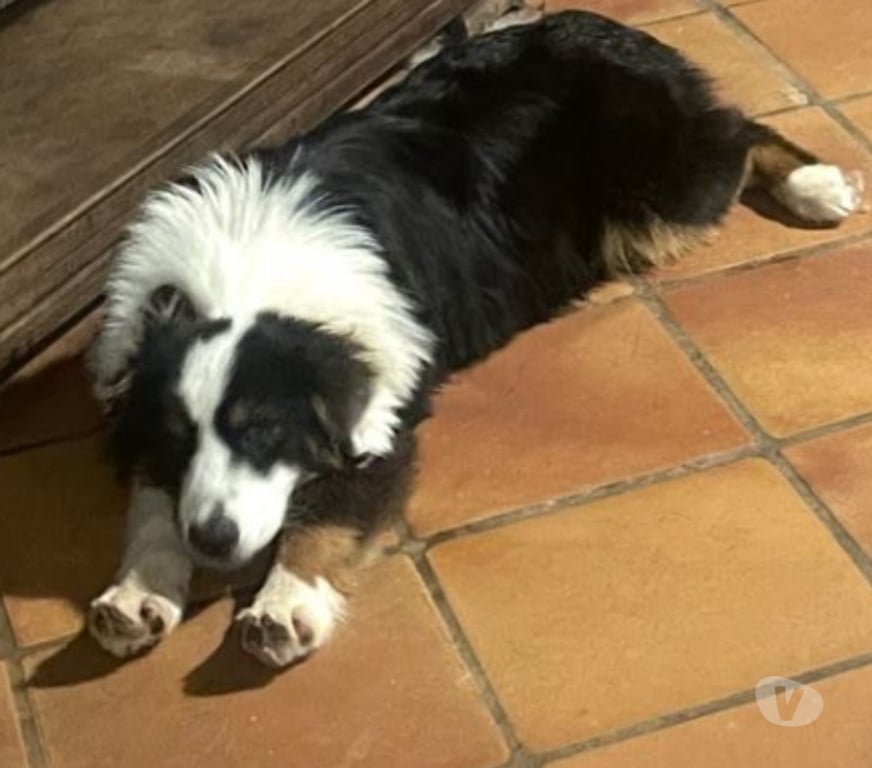 Don animaux Var Toulon - Photos Vivastreet PUPPY Chiot BERGER AUSTRALIEN 7 Mois LOF PLACEMENT VAR