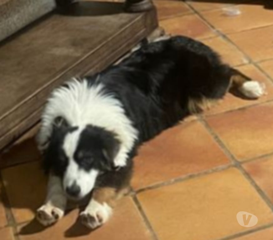 Don animaux Var Toulon - Photos Vivastreet PUPPY Chiot BERGER AUSTRALIEN 7 Mois LOF PLACEMENT VAR