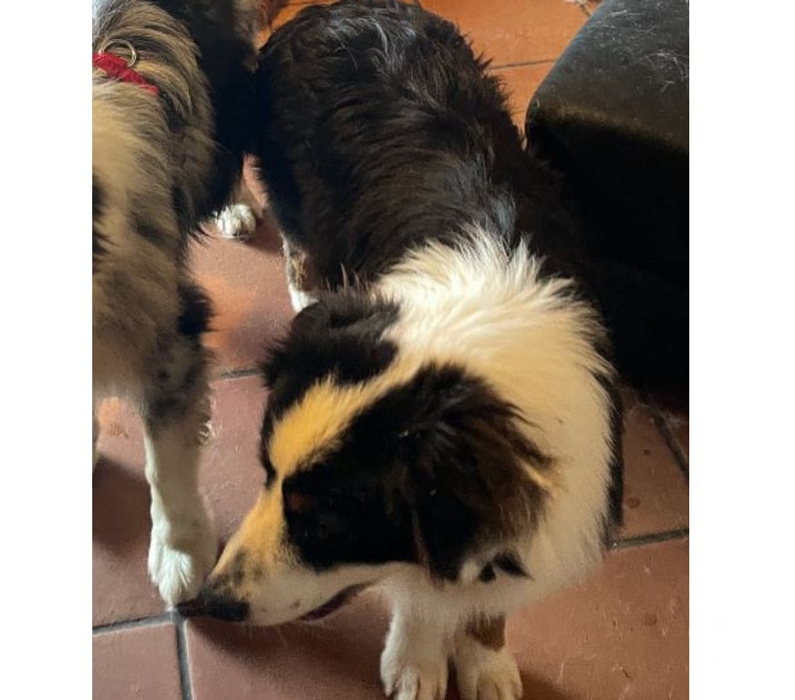 Don animaux Var Toulon - Photos Vivastreet PUPPY Chiot BERGER AUSTRALIEN 7 Mois LOF PLACEMENT VAR