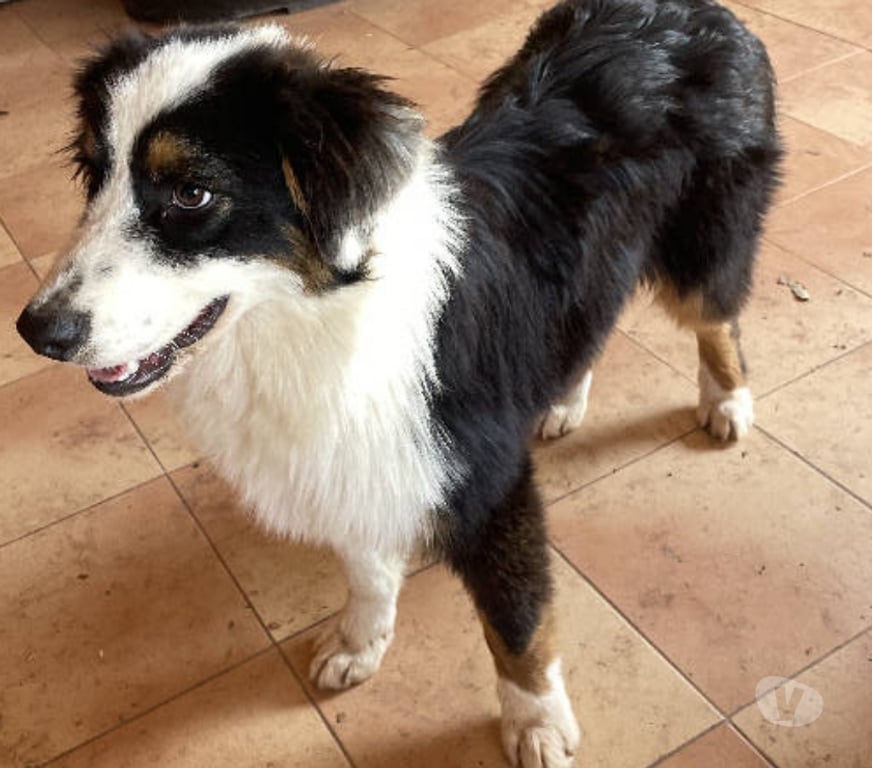 Don animaux Var Toulon - Photos Vivastreet PUPPY Chiot BERGER AUSTRALIEN 7 Mois LOF PLACEMENT VAR