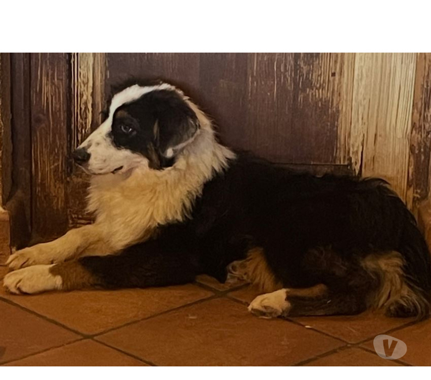 Don animaux Var Toulon - Photos Vivastreet PUPPY Chiot BERGER AUSTRALIEN 7 Mois LOF PLACEMENT VAR