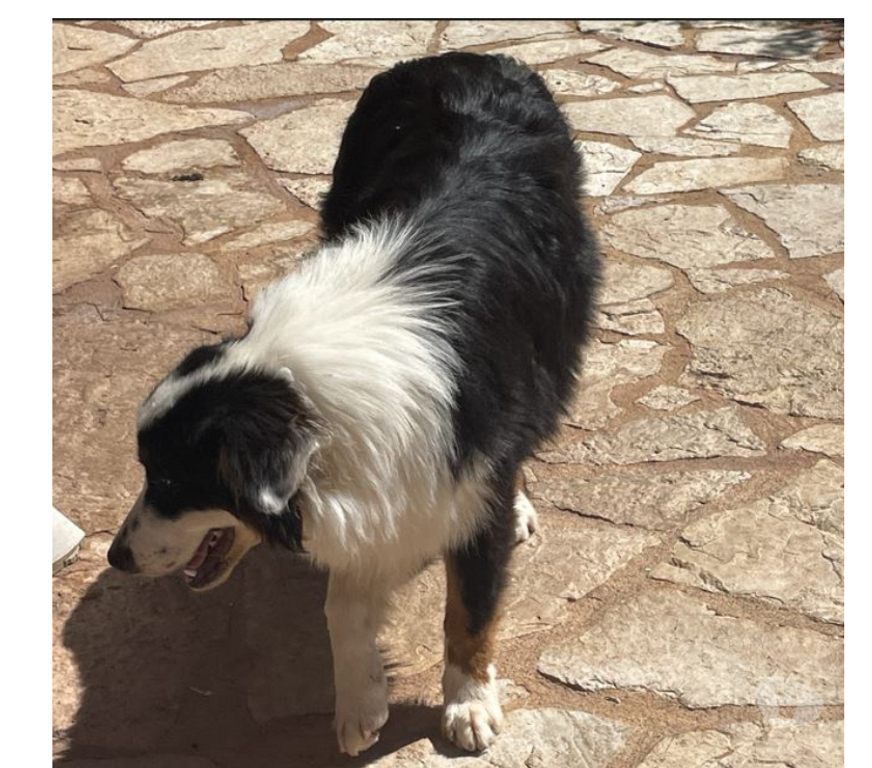 Don animaux Var Toulon - Photos Vivastreet PUPPY Chiot BERGER AUSTRALIEN 7 Mois LOF PLACEMENT VAR