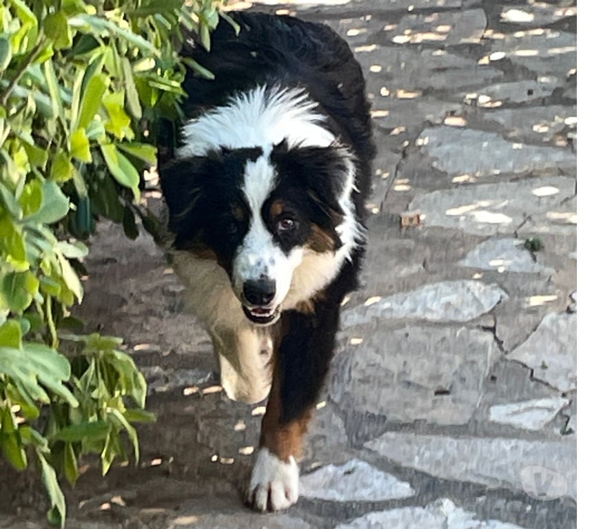 Don animaux Var Toulon - Photos Vivastreet PUPPY Chiot BERGER AUSTRALIEN 7 Mois LOF PLACEMENT VAR