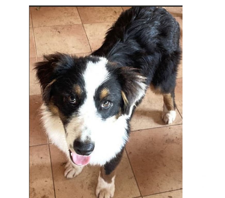 Don animaux Var Toulon - Photos Vivastreet PUPPY Chiot BERGER AUSTRALIEN 7 Mois LOF PLACEMENT VAR