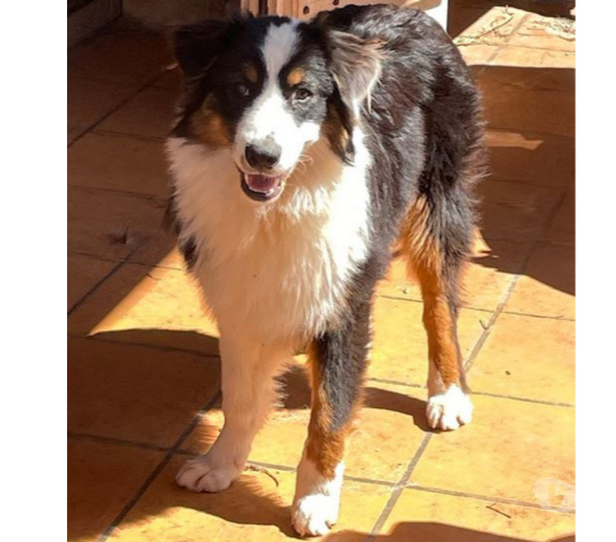 Don animaux Var Toulon - Photos Vivastreet PUPPY Chiot BERGER AUSTRALIEN 7 Mois LOF PLACEMENT VAR