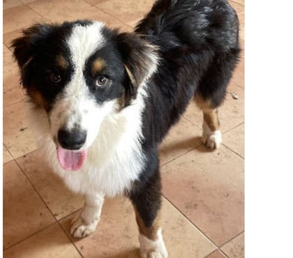 Adoption animaux Toulon Toulon - Photos Vivastreet PUPPY Chiot BERGER AUSTRALIEN 7 Mois LOF PLACEMENT VAR