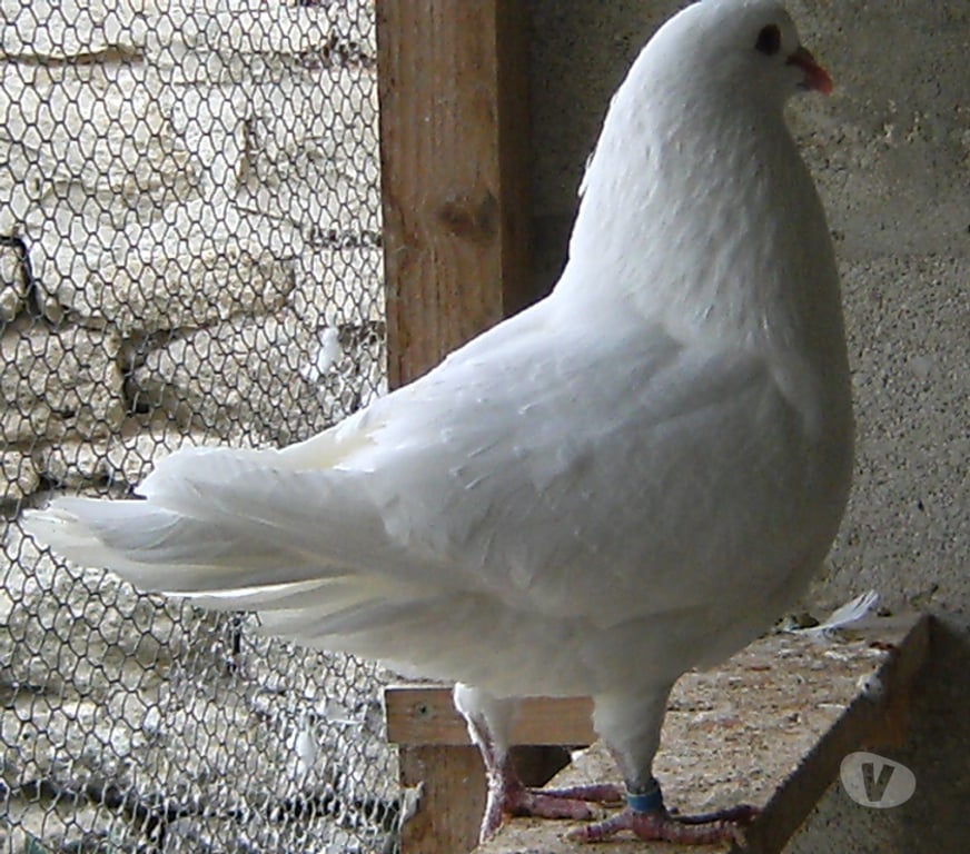 Vente Seine-et-Marne Bagneaux sur Loing - 77167 - Photos Vivastreet Pigeons de chair