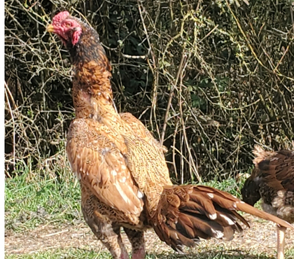 Vente animaux Hazebrouck Nord - Photos Vivastreet Coq shamo et viet