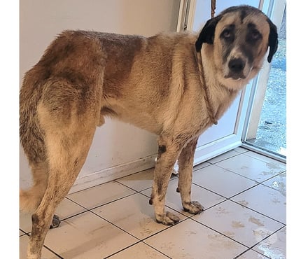 Don animaux Beziers Hérault - Photos Vivastreet ALPIN, chien type Kangal, 2 ans non lof