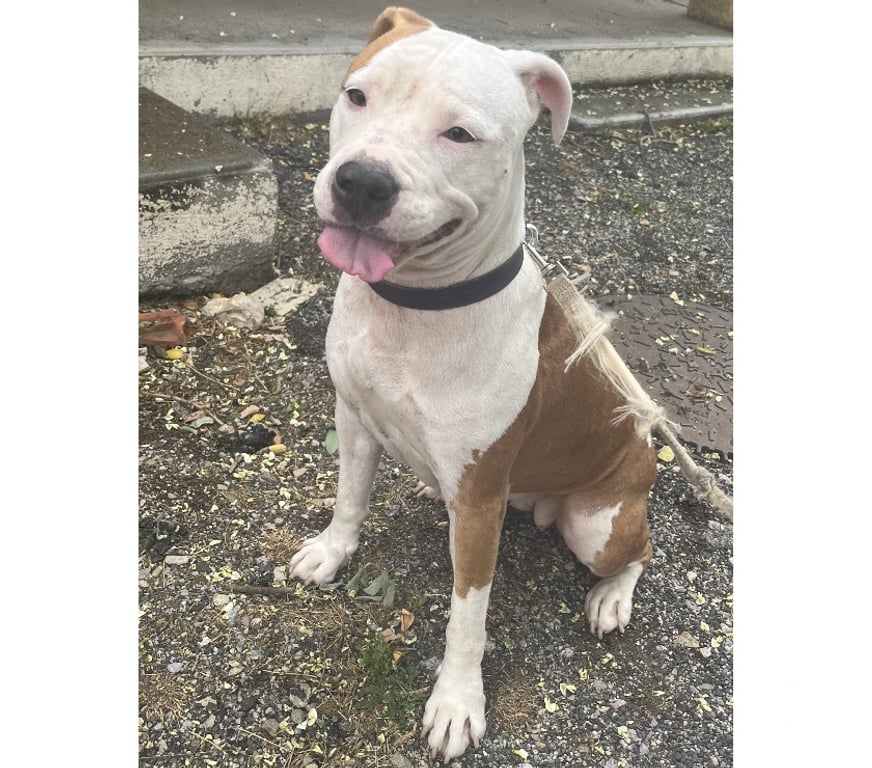 Don animaux Hérault Beziers - 34500 - Photos Vivastreet ARGENTINE, chien type dogue argentin, 2 ans non lof