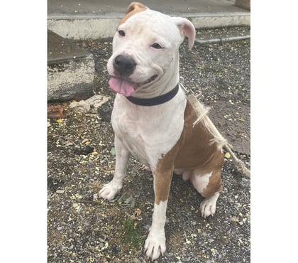 Adoption animaux Beziers Hérault - Photos Vivastreet ARGENTINE, chien type dogue argentin, 2 ans non lof