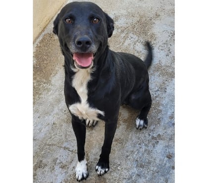 Don Beziers Hérault - Photos Vivastreet ACTARU, chien type labrador 2 ans non lof