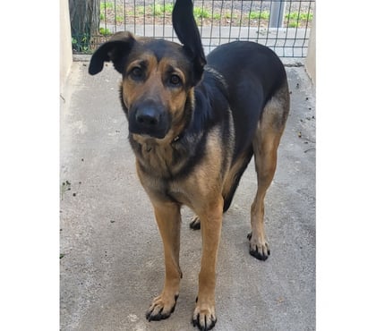 Adoption animaux Beziers Hérault - Photos Vivastreet ALABAMA, chienne type berger allemand, 1 an non lof