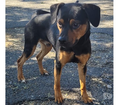Don animaux Beziers Hérault - Photos Vivastreet ARCHIMEDE, chien type beauceron, 2 ans non lof