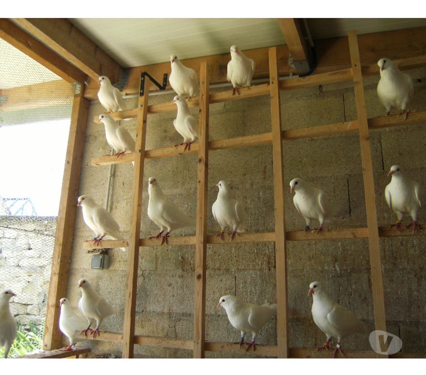 Vente Seine-et-Marne Bagneaux sur Loing - 77167 - Photos Vivastreet Pigeons reproducteurs hubbell blanc