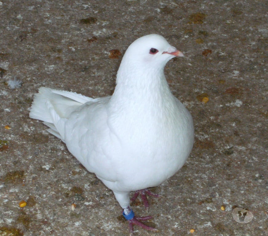 Vente Seine-et-Marne Bagneaux sur Loing - 77167 - Photos Vivastreet Pigeons reproducteurs hubbell blanc