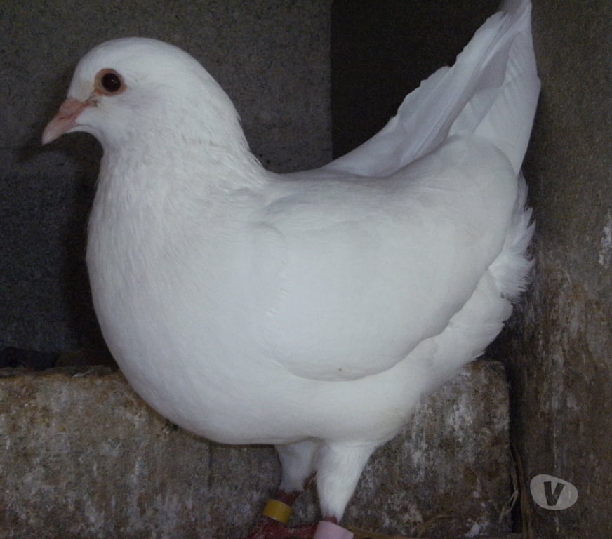 Vente Seine-et-Marne Bagneaux sur Loing - 77167 - Photos Vivastreet Pigeons reproducteurs hubbell blanc