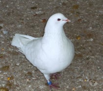 Pigeons reproducteurs hubbell blanc