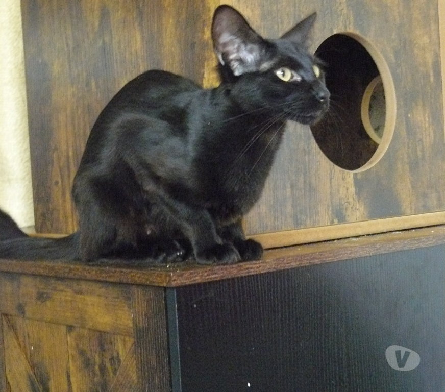 Vente Loiret Montereau - 45260 - Photos Vivastreet CHATONS MANDARINS