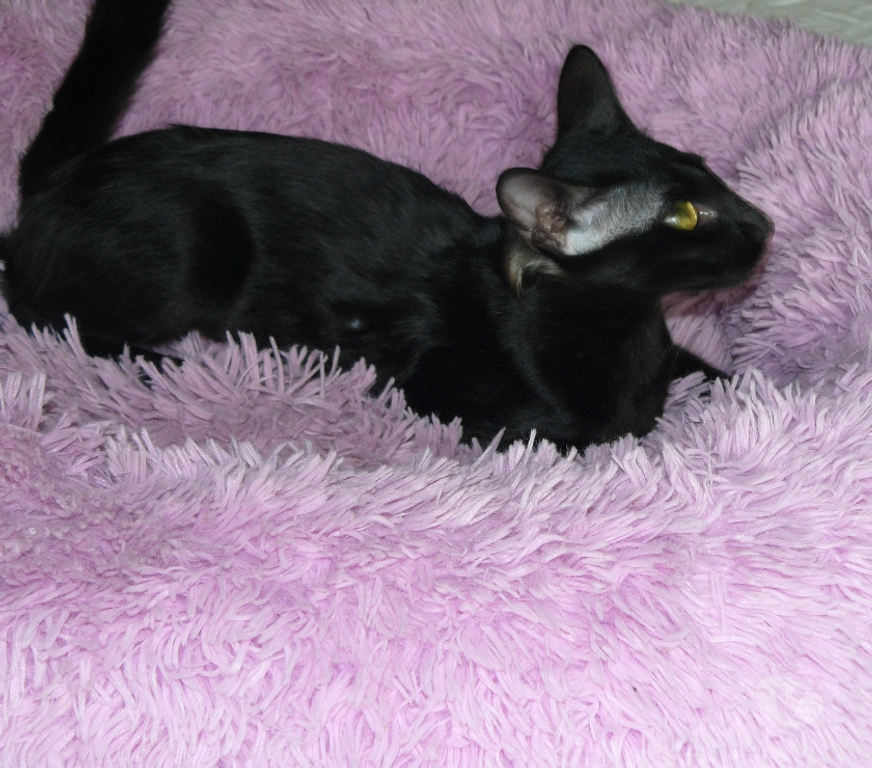 Vente Loiret Montereau - 45260 - Photos Vivastreet CHATONS MANDARINS