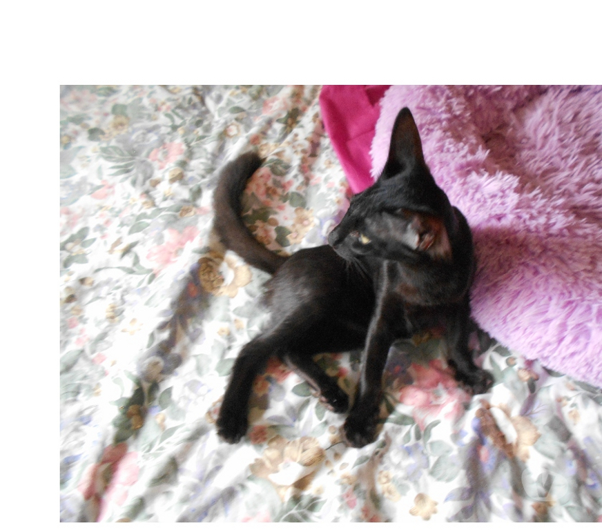 Vente Loiret Montereau - 45260 - Photos Vivastreet CHATONS MANDARINS