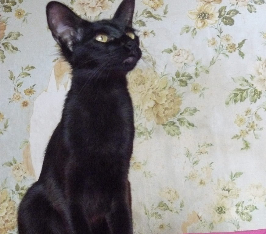 Vente Loiret Montereau - 45260 - Photos Vivastreet CHATONS MANDARINS