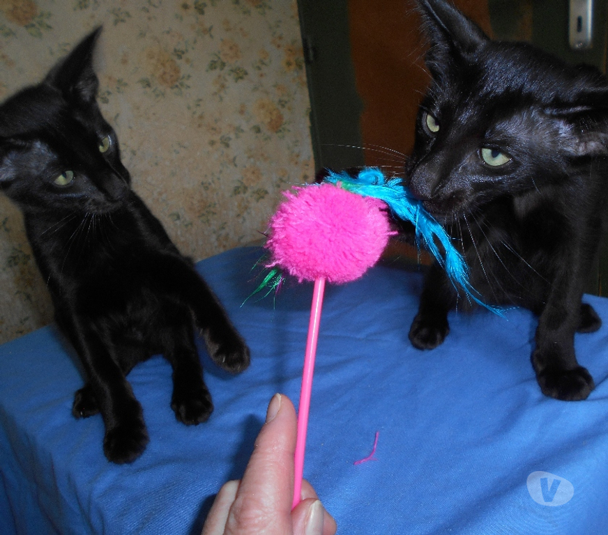Vente Loiret Montereau - 45260 - Photos Vivastreet CHATONS MANDARINS