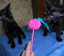 CHATONS MANDARINS