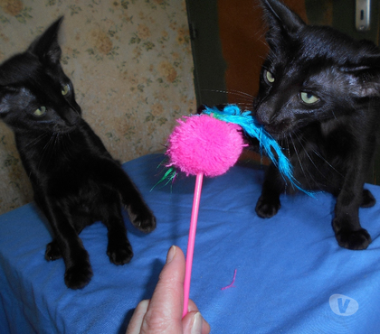 Vente animaux Montereau Loiret - Photos Vivastreet CHATONS MANDARINS