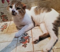 ASLAN, chat type européen 5 ans non lof