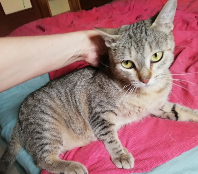 AMINATA, chatte type européenne, 1 an non lof