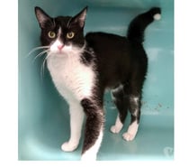 ANIS, chat noir et blanc 2 ans type européen non lof