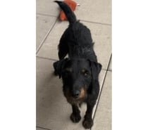 ARTICHAUD, chien type jagd terrier 2 ans non lof