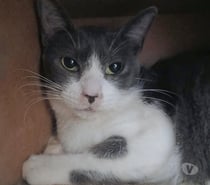 CHAT FEMELLE 1 AN GRISE ET BLANCHE DOUCE ET CALINE