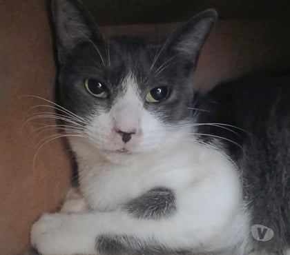 Vente animaux Blaye Gironde - Photos Vivastreet CHAT FEMELLE 1 AN GRISE ET BLANCHE DOUCE ET CALINE