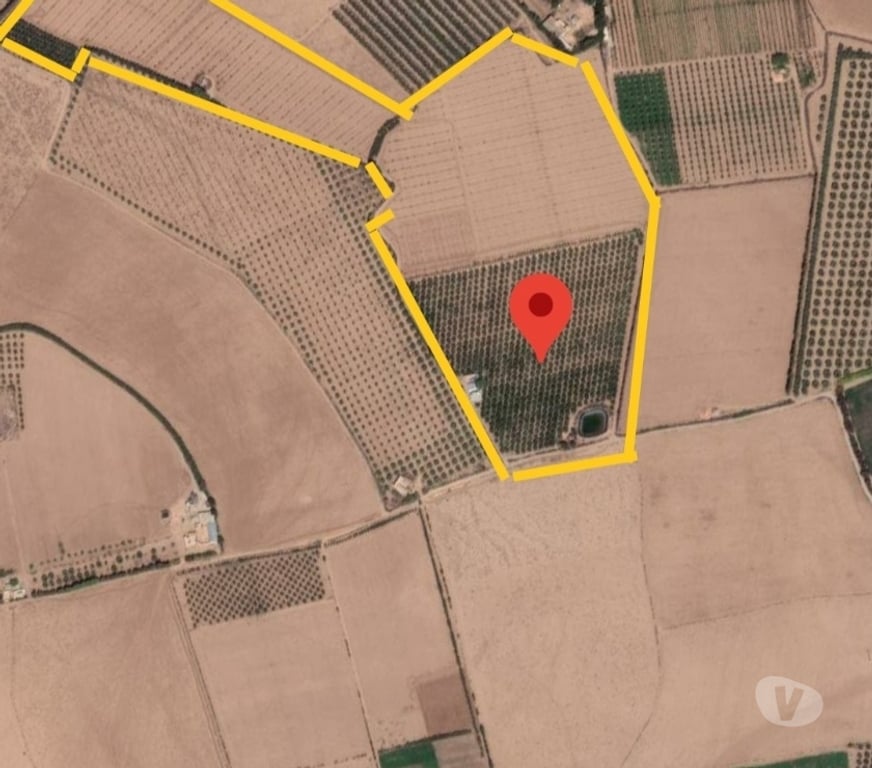 Vente Terres Agricoles Maroc - Photos Vivastreet Ferme d'oliviers en pleine production